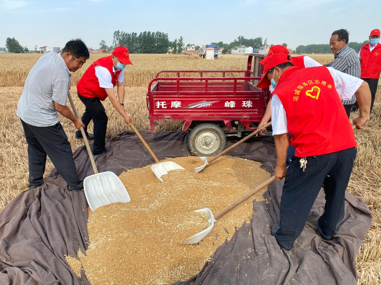 項城服務(wù)區(qū)黨員干部幫助困難職工搶收小麥。王鵬哲 攝.jpg