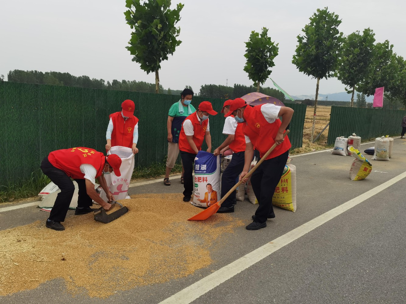 小史店服務(wù)區(qū)幫助留守老人搶收麥子、攤麥子、拉麥子,解決燃眉之急。翟彩云 攝.jpg